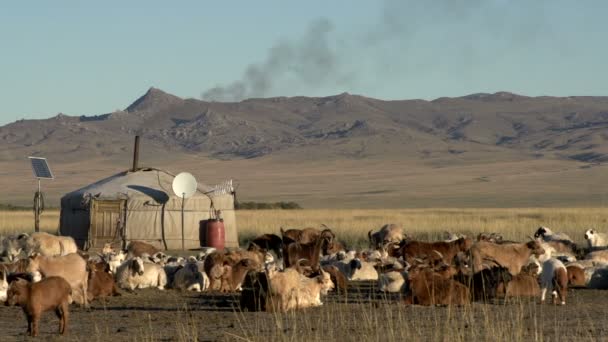 Vacas, ovelhas e cabras na frente de um iurte — Vídeo de Stock