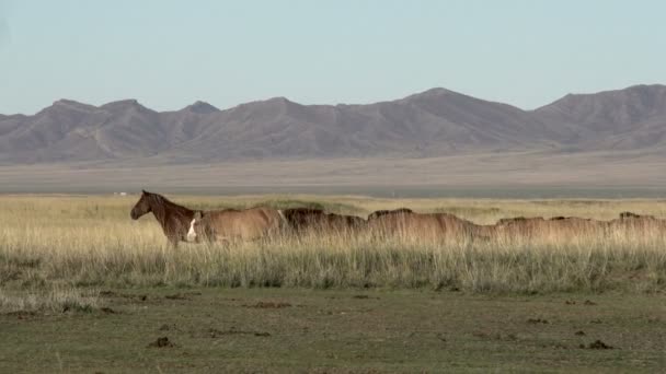 Mongoolse nomad hoeden paarden — Stockvideo