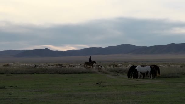 Nômade montando um cavalo entre o gado — Vídeo de Stock