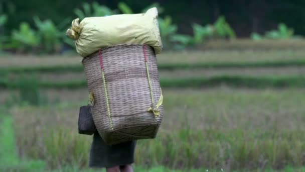 Elderly lady walks away with a basket with hay — Stock Video