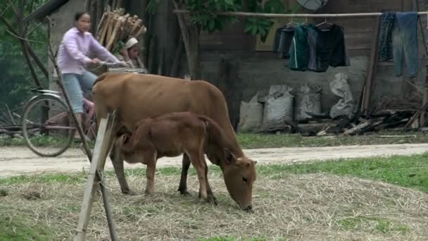 Mãe e bebê vaca — Vídeo de Stock