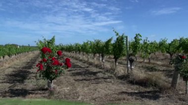 Pan margaret River şarap bir Bahçe