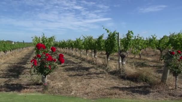 Kastrull med en vin trädgård på margaret river — Stockvideo