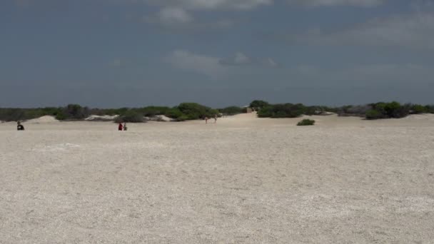 Deniz kabuğu Plajı yürüyen insan — Stok video