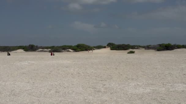 People walking at Shell Beach — Stock Video