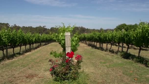 Pan de un jardín de vinos en Margaret River — Vídeo de stock
