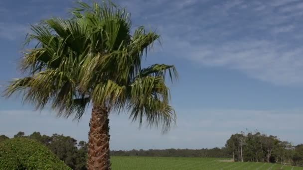 Пальмове дерево з великим винним садом на фоні — стокове відео