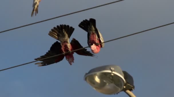 Gang-gang Cockatoo hanging on street cables in Kalbarri — Stock Video