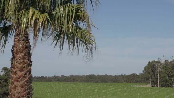 Palmy z dużym ogrodem wina w tle — Wideo stockowe