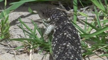 shingleback kertenkele yakın çekim