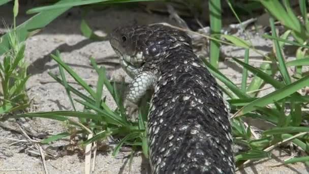 Zblízka z ještěrka shingleback — Stock video