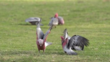 Grup çete çete Cockatoos kadar kapatın