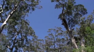 Margaret river ormanının pan