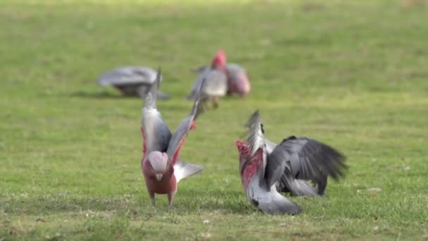 Close up Group Gang-gang Cockatoos — Stock Video