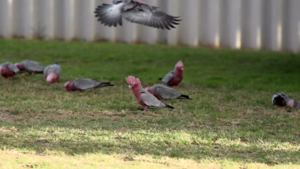 Gang-gang Cockatoo flying to a group cockatoos — Stock Video