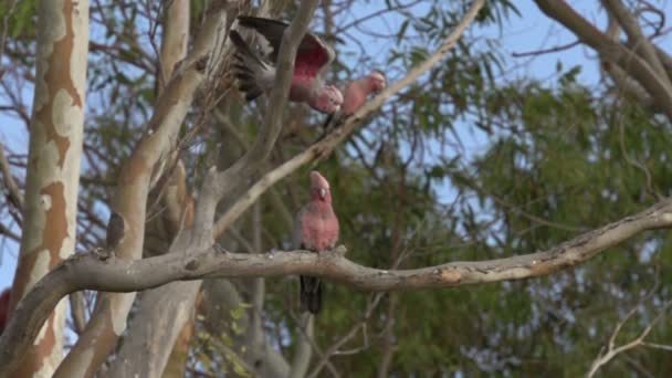 Gang-gang Cockatoo flying away — Stock Video