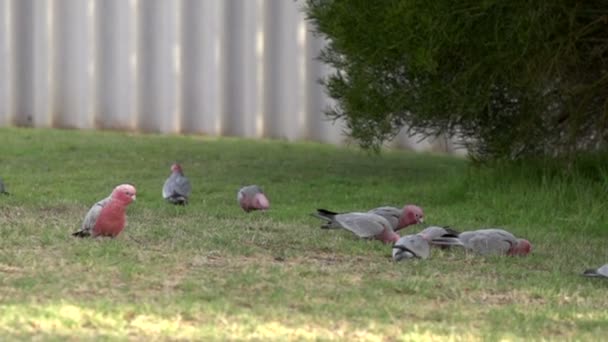 Group Gang-gang Cockatoo flying away — Stock Video