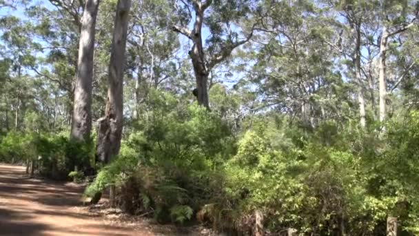 Plandeka z margaret river fores — Wideo stockowe