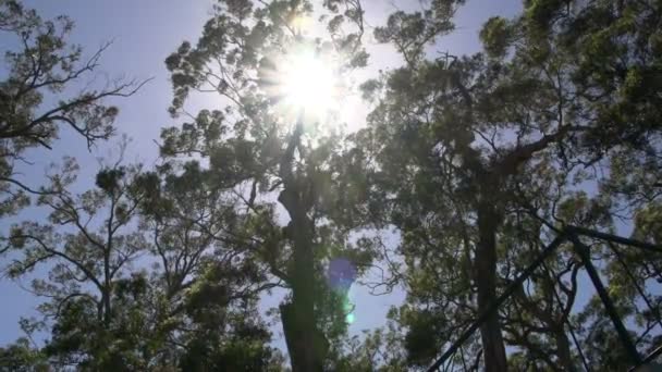 Ηλιοφάνεια μέσα από το δάσος με το pan στην margaret παραποτάμιο δάσος — Αρχείο Βίντεο