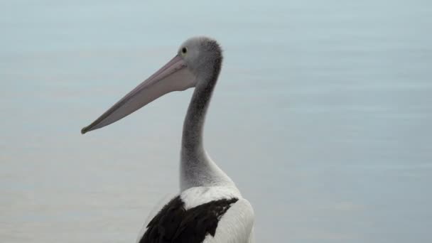 Pelicano olhando ao redor — Vídeo de Stock