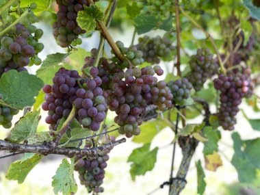 Hollanda Gelderland 'deki Geesteren çevresindeki üzüm bağları