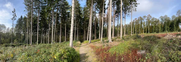 Panorama Caminho Através Vijlenerbosch Limburg Países Baixos — Fotografia de Stock