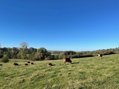 Güney Limburg, Hollanda 'daki Nijswiller çevresindeki inekler