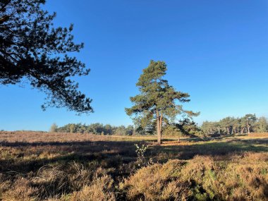 Hollanda, Overijssel 'deki Lemelerberg Sahnesi