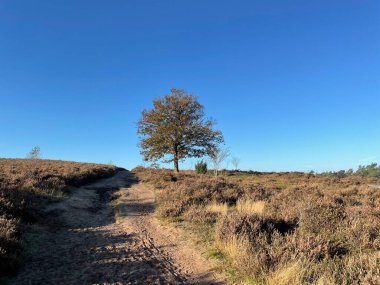 Hollanda, Overijssel 'deki Archemerberg' de sahne