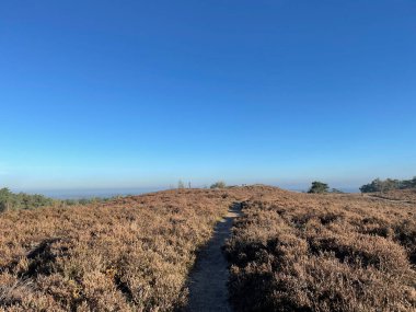 Hollanda, Overijssel 'deki Archemerberg' de yürüyüş yolu.
