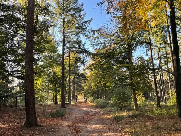 Φθινοπωρινά Χρώματα Στο Lemelerberg Στο Overijssel Της Ολλανδίας — Φωτογραφία Αρχείου