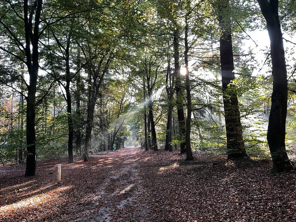 Soleil Travers Forêt Lemelerberg Overijssel Aux Pays Bas — Photo