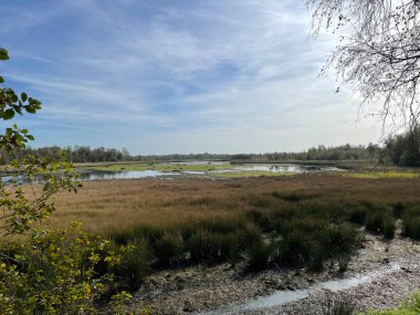 Almanya 'da sonbahar boyunca doğa rezervi Zwillbrocker Venn