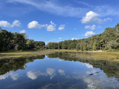 Hollanda, Gelderland 'deki Haaksbergen çevresindeki bir gölün orman yansıması.