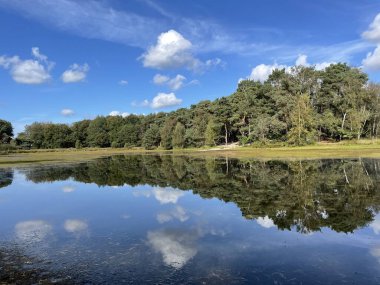 Hollanda, Gelderland 'deki Haaksbergen çevresindeki bir gölün orman yansıması.