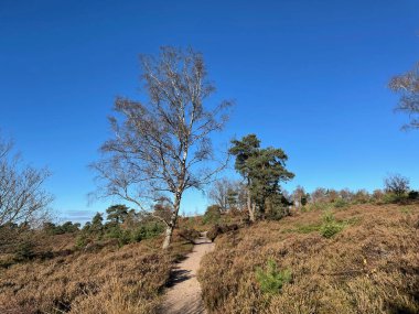 Hollanda 'daki Sallandse Heuvelrug milli parkında sonbahar boyunca Holterberg yolu
