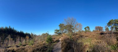 Hollanda 'daki Sallandse Heuvelrug milli parkında sonbahar boyunca Holterberg' de bir patikadan panorama