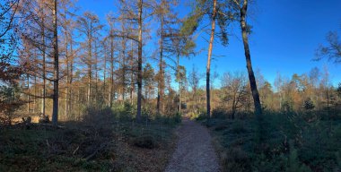Hollanda 'daki Sallandse Heuvelrug milli parkında sonbahar boyunca Holterberg' de bir patikadan panorama