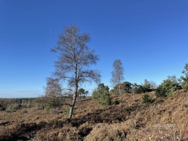 Hollanda 'daki Sallandse Heuvelrug Ulusal Parkı' nda sonbahar boyunca Holterberg nehri.