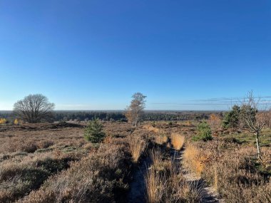 Hollanda 'daki Sallandse Heuvelrug milli parkında sonbahar boyunca Holterberg yolu