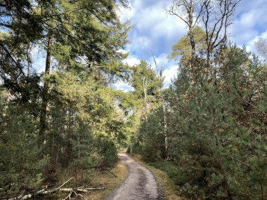 Hollanda 'daki Sallandse Heuvelrug Milli Parkı' ndaki Holterberg 'deki sonbahar ormanından geçen yol.