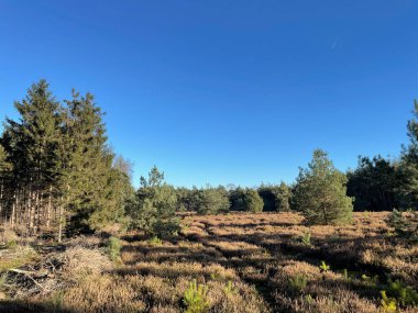 Heather Field, Holterberg 'de sonbaharda Sallandse Heuvelrug Ulusal Parkı' nda Hollanda 'da.