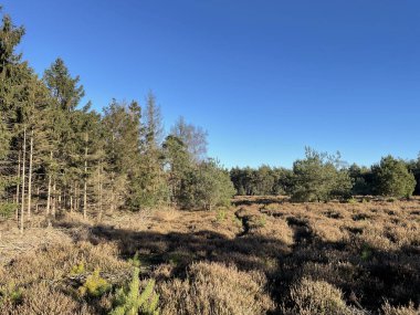 Heather Field, Holterberg 'de sonbaharda Sallandse Heuvelrug Ulusal Parkı' nda Hollanda 'da.