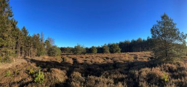 Hollanda 'daki Sallandse Heuvelrug Milli Parkı' ndaki Holterberg otlağından panorama