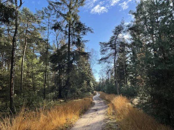 Ścieżka Przez Jesienny Las Holterbergu Parku Narodowym Sallandse Heuvelrug Holandii — Zdjęcie stockowe