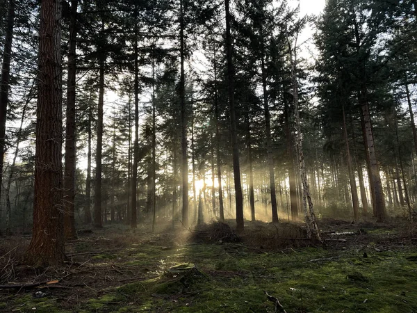 Rayons Soleil Travers Les Arbres Dans Forêt Autour Holterberg Cours — Photo