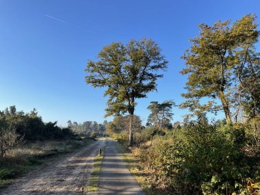 Hollanda, Overijssel 'deki Lemelerberg' de bir kum yolunun yanında bisiklet yolu var.