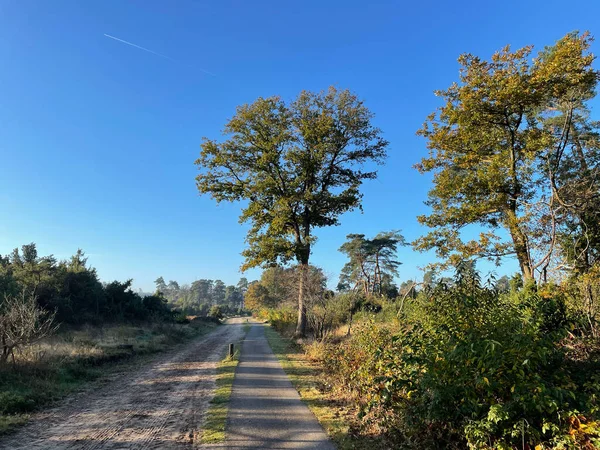 Hollanda, Overijssel 'deki Lemelerberg' de bir kum yolunun yanında bisiklet yolu var.