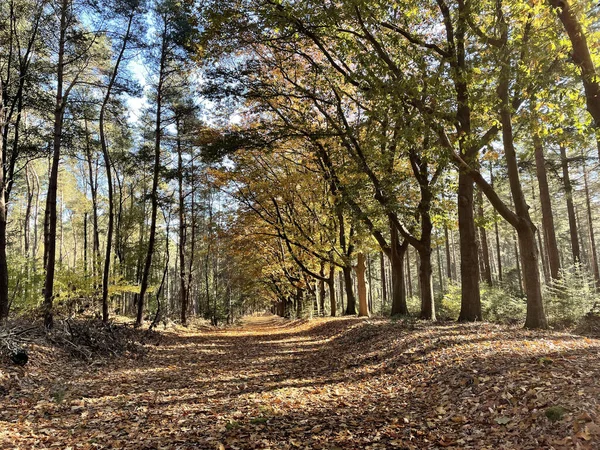 Jesienny Las Eelerberg Overijssel Holandii — Zdjęcie stockowe