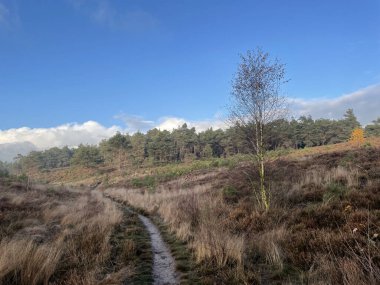 Hollanda 'daki Sallandse Heuvelrug milli parkında sonbahar manzarası boyunca yürüyüş yolu